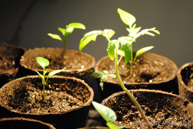 Lana seedlings