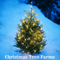 Christmas Guide Christmas Tree Farms