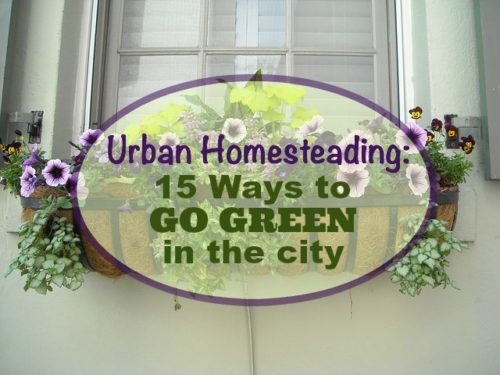 Urban Homesteading: 15 Ways to Go Green in the City
