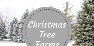 Where to find a christmas tree near iowa city