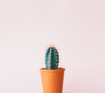 An image of a tiny cactus