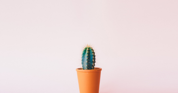 An image of a tiny cactus