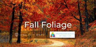 fall foliage