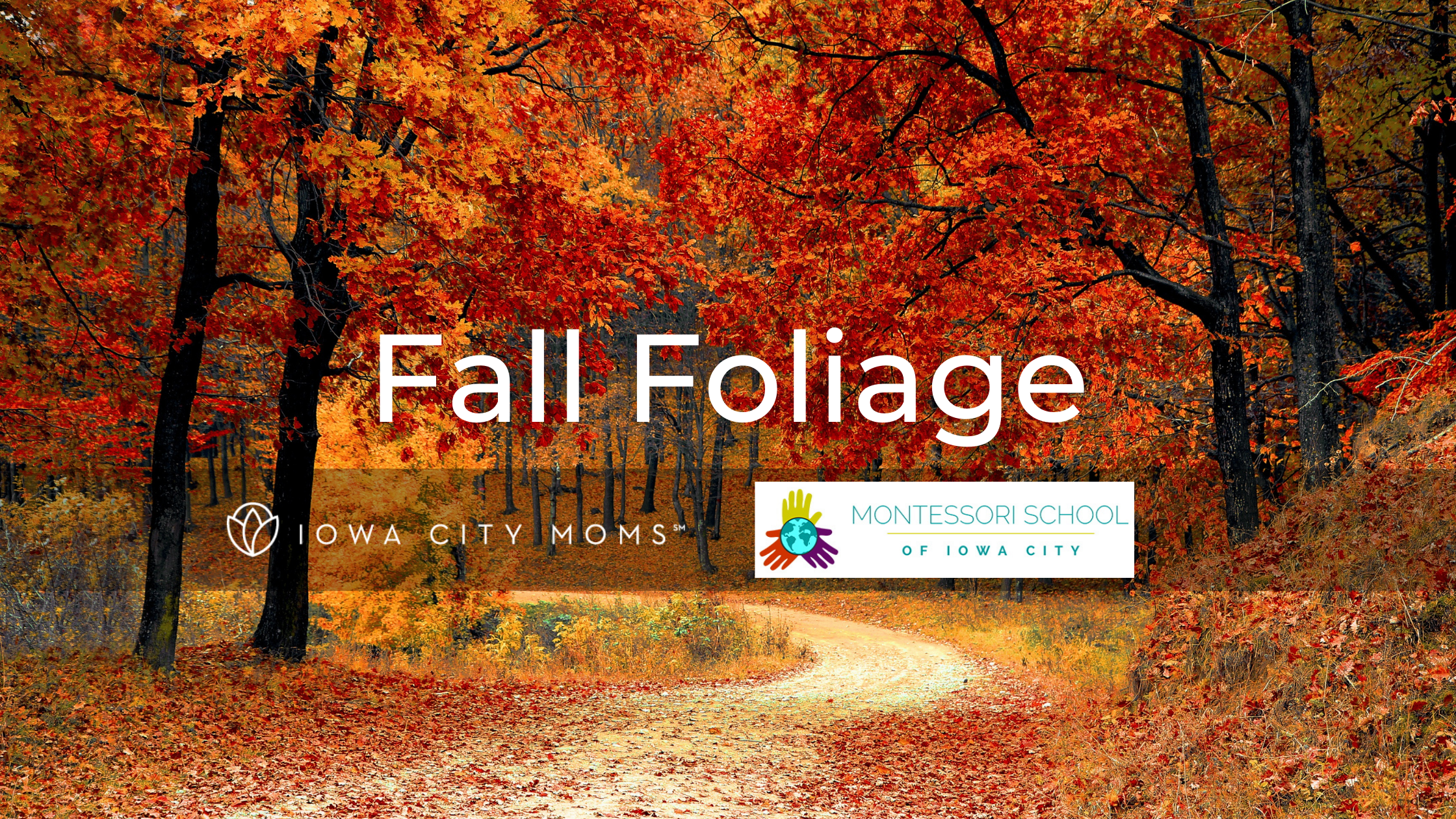 a graphic of fall foliage in the Iowa City area