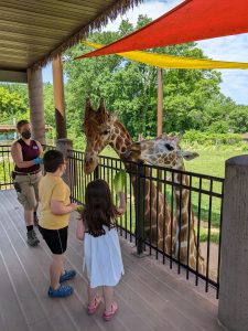 Feeding the giraffes at Niabi Zoo